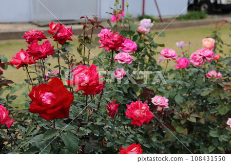 荒尾市少女公民花壇玫瑰花, 荒尾市少女公民花壇玫瑰花, 108431550