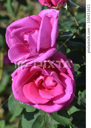 Rose (Parole) Rose (Parole) 108431621