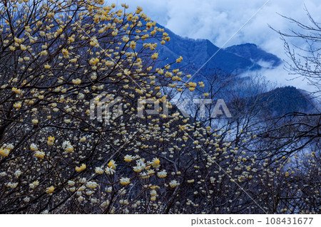 清晨的丹澤山、三葉山的三俁社區和晨霧中的丹澤湖 108431677