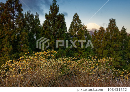 View of the Tanzawa Mountains, Mt. Mitsuba and Mt. Fuji in the morning with Mitsumata blooming 108431852