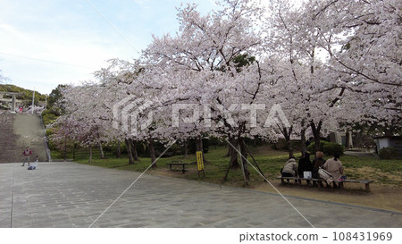 Cherry blossoms in Fukuoka West Park Cherry blossoms in Fukuoka West Park 108431969