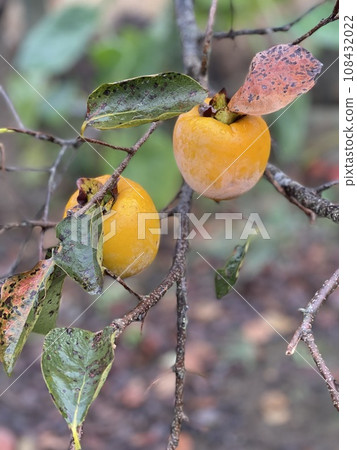 Persimmon before harvest Persimmon before harvest 108432022