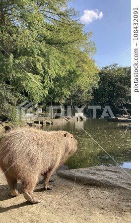 Capybara thinking by the water 108432091