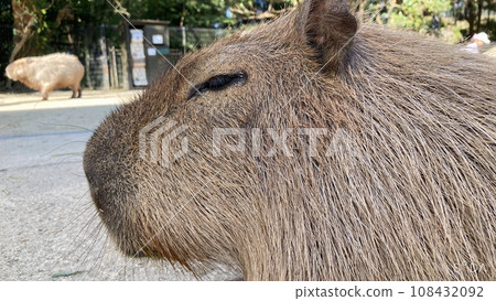Profile of a thinking capybara 108432092