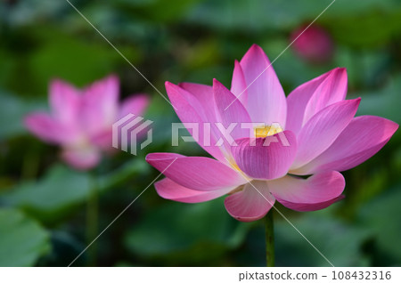 Lotus Lotus 108432316