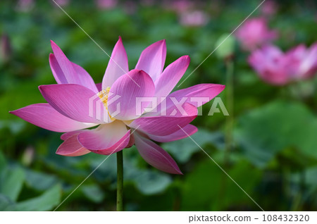 Lotus Lotus 108432320