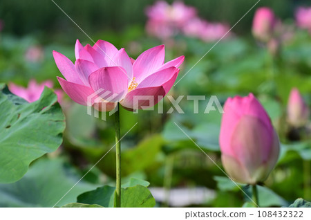 蓮花 蓮花 108432322