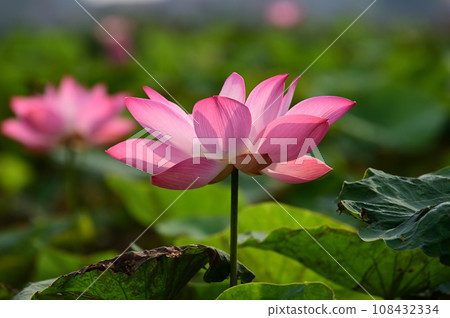 蓮花 蓮花 108432334
