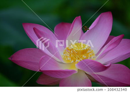 蓮花蜂 蓮花蜂 108432340