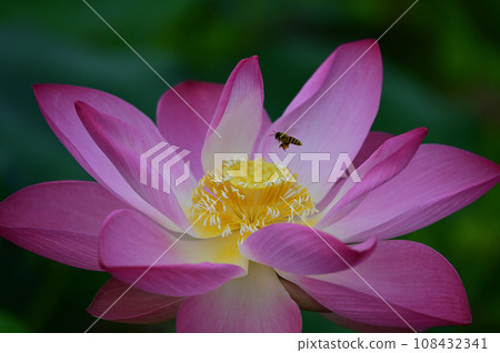蓮花蜂 蓮花蜂 108432341