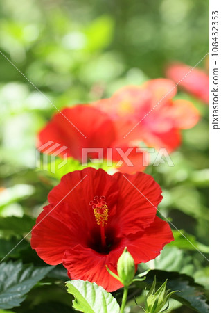 紅芙蓉，熱帶夏季沖繩 108432353