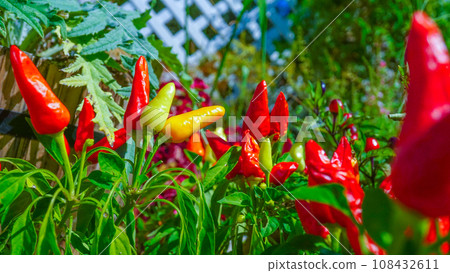 可愛的五色辣椒 可愛的五色辣椒 108432611