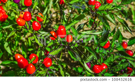 Cute-looking five-colored chili pepper Cute-looking five-colored chili pepper 108432616