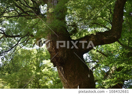 Iwashimizu Hachimangu Shrine sacred tree “campus” Iwashimizu Hachimangu Shrine sacred tree “campus” 108432681