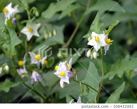Flowers of Walnut Vi 108432881