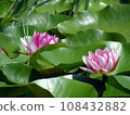 Water lilies 108432882