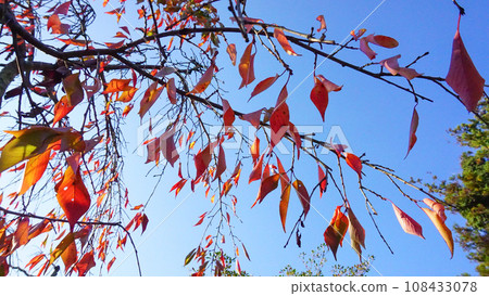 Trees that turn bright red Trees that turn bright red 108433078