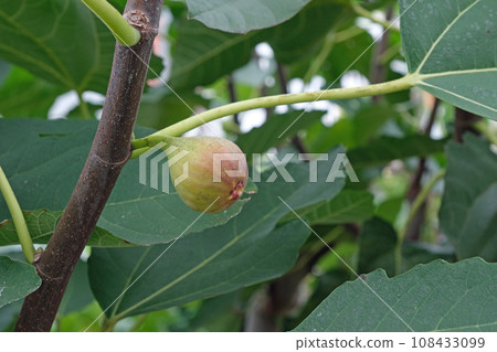 Fig fruits Fig fruits 108433099