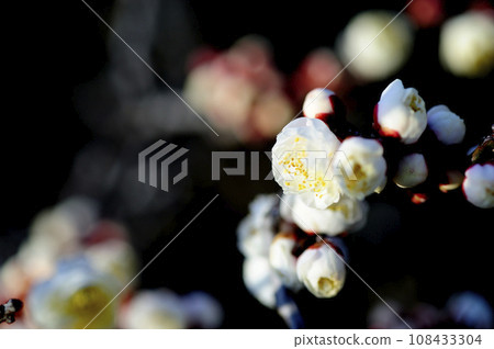 Spring has come Spring has come 108433304