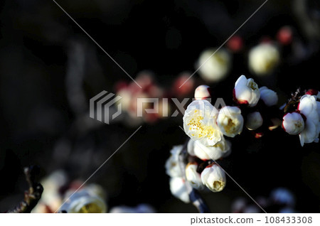 Spring has come Spring has come 108433308