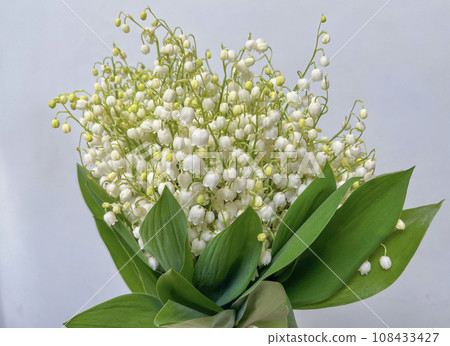 bouquet of lilies of the valley on the table bouquet of lilies of the valley on the table 108433427