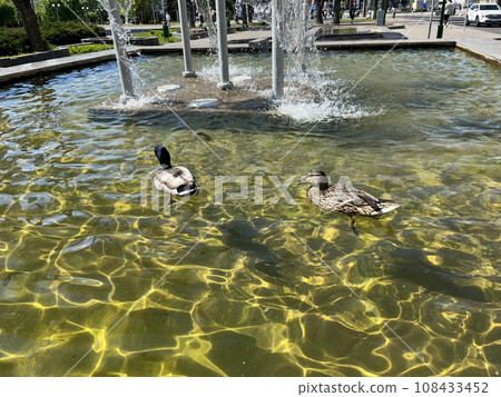 a pair of ducks swim in the city fountain in the park 108433452