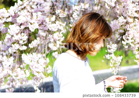 望著櫻花落入暮色的女子 108433739