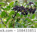 Inuzantho fruit 108433851
