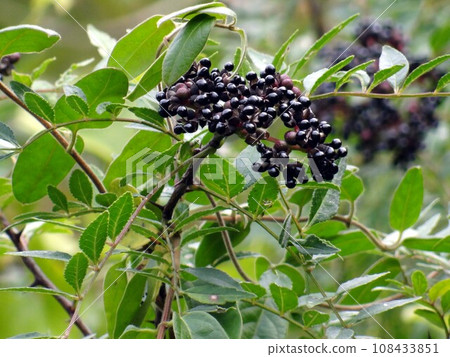 Inuzantho fruit Inuzantho fruit 108433851