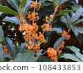 Osmanthus flower 108433853