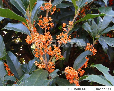 Osmanthus flower 108433853