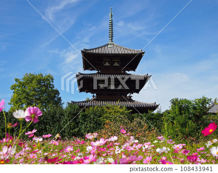 Hokiji Temple three-storied pagoda and cosmos 108433941