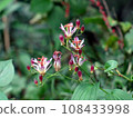 Taiwan Hototogisu Flower 108433998