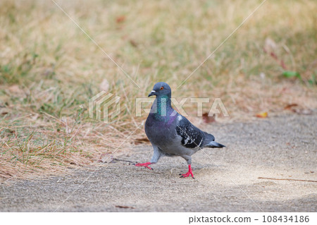 a pigeon that landed on the ground 108434186
