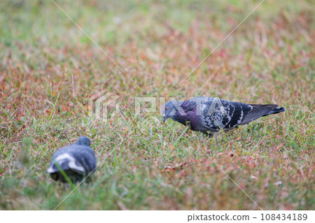 鴿子在公園的草地上尋找食物 鴿子在公園的草地上尋找食物 108434189