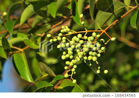 Green pineapple fruit (autumn, October) Green pineapple fruit (autumn, October) 108434565