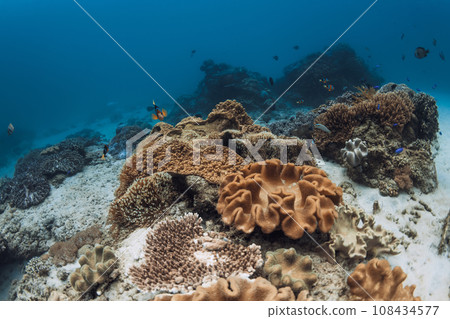 Tropical corals and fishes in transparent blue sea 108434577