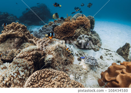 Underwater world with corals and fishes in transparent blue ocean Underwater world with corals and fishes in transparent blue ocean 108434580