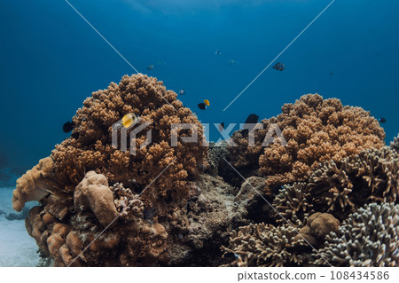 Underwater world with corals and fishes in transparent blue ocean 108434586