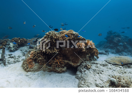 Sea underwater fishes on coral reef. Aquarium oceanarium wildlife colorful marine panorama landscape Sea underwater fishes on coral reef. Aquarium oceanarium wildlife colorful marine panorama landscape 108434588