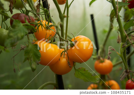 Orange tomatoes on a branch in a greenhouse. Farm for growing vegetables. 108435171