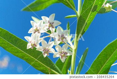 白色乳草花(秋、十月) 白色乳草花(秋、十月) 108435264