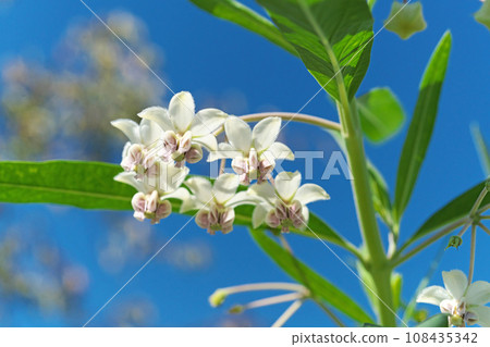 White milkweed flowers (autumn, October) 108435342