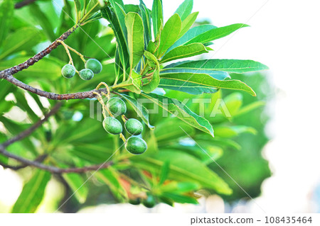 Green fruit of Holtonoki (autumn, October) Green fruit of Holtonoki (autumn, October) 108435464