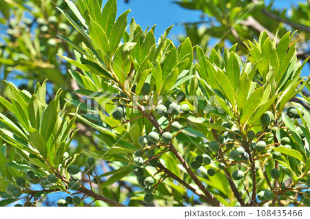 Green fruit of Holtonoki (autumn, October) Green fruit of Holtonoki (autumn, October) 108435466