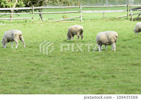 Ran sheep 108435569