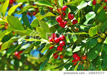 Red Ilex berries (autumn, October) 108435577