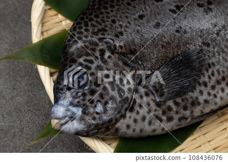 fresh ishigaki sea bream 108436076