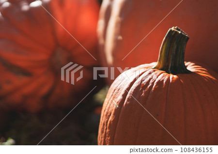 Halloween with lots of Halloween pumpkins 108436155