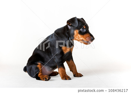 Portrait of a black and tan miniature pinscher puppy sitting against a white background. Portrait of a black and tan miniature pinscher puppy sitting against a white background. 108436217